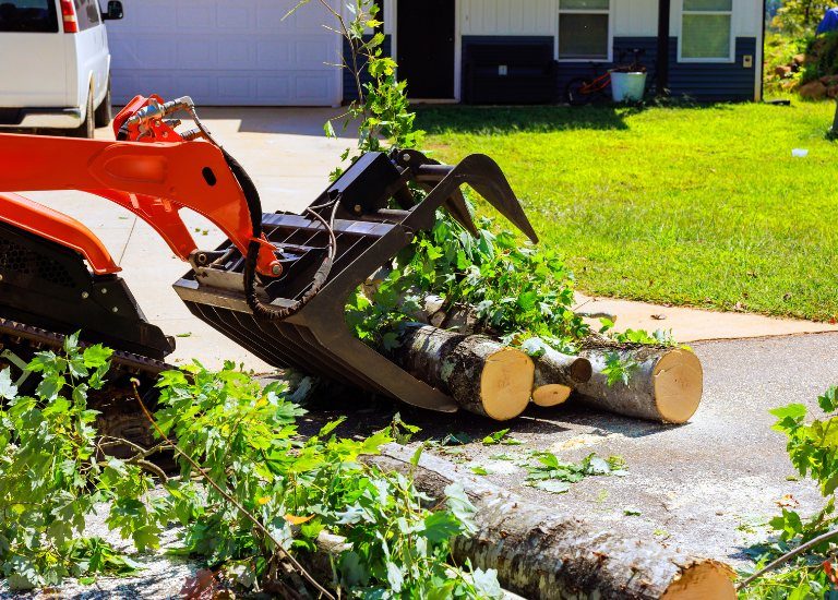 tree Trump Removal